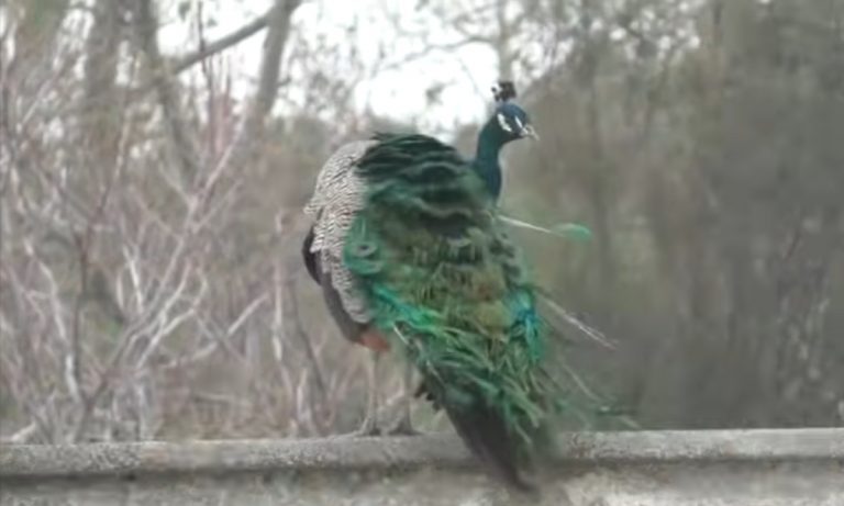 L’invasione dei pavoni sta complicando la vita a residenti e turisti nel ravennate: la posizione degli ambientalisti