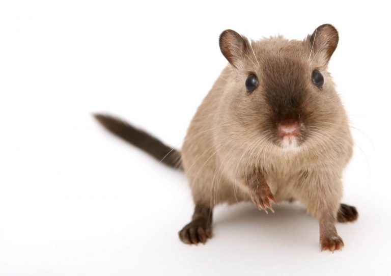 Hantavirus, la storia di Lorne sopravvissuto alla malattia: “I primi sintomi sono stati…”