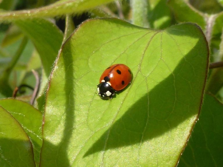 Coccinella nera con i puntini rossi in casa: ecco perché entra e cosa significa trovarla