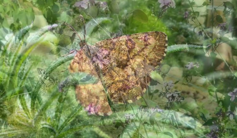 Presenza di una falena in casa: perché entra e cosa significa trovarla