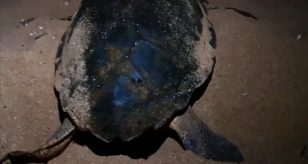 Tartaruga